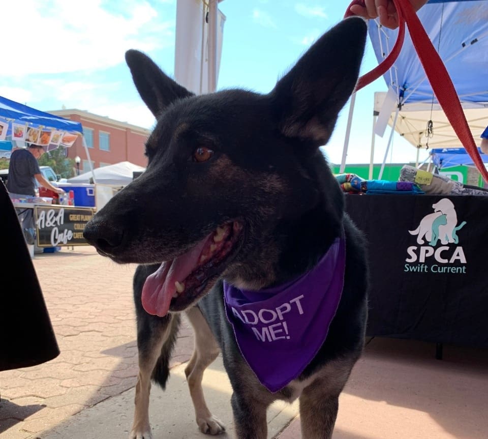 Dog wearing purple bandana with adopt me embroidered