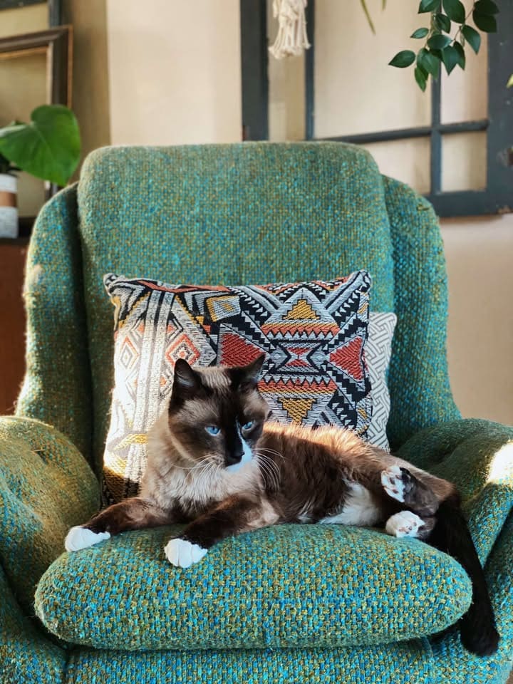Adoptable dog wearing purple bandana at Swift Current SPCA radiothon