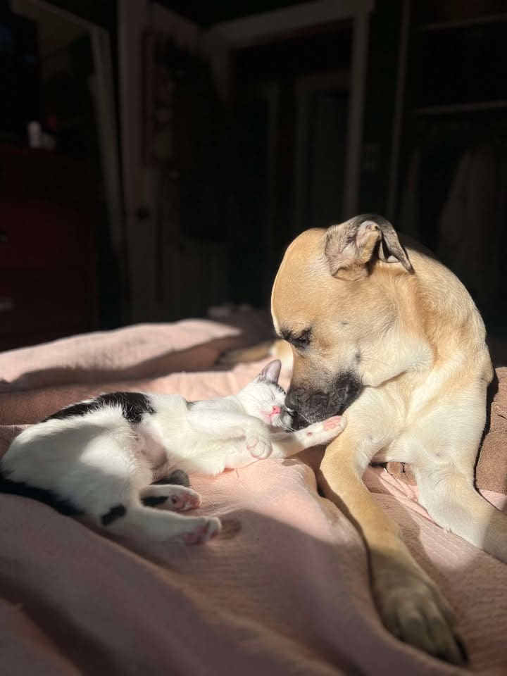 Little bengal kittens on a white fury blanket